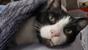 Interviu: Cum folosește știința pentru a prelungi timpul alături de pisici