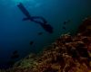 ocean-scafandru-pesti.jpg