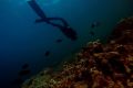 ocean-scafandru-pesti.jpg