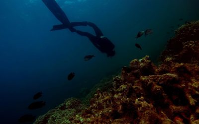 ocean-scafandru-pesti.jpg