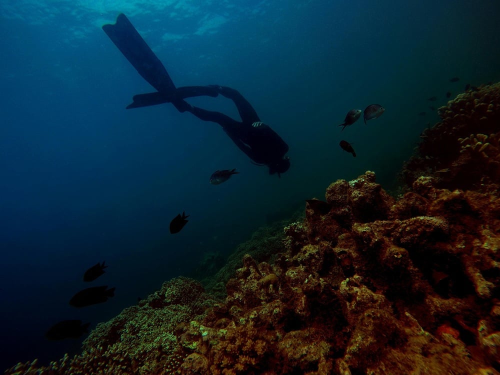 ocean-scafandru-pesti.jpg