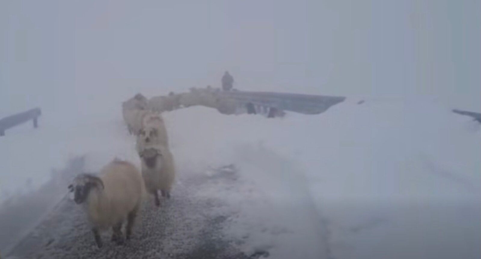 Video: Ciobanii blocați de zăpadă pe Transalpina, salvați de drumari după aproape șapte zile / „În sfârșit coboară în siguranță spre Rânca”