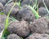 trufe-negre.jpg