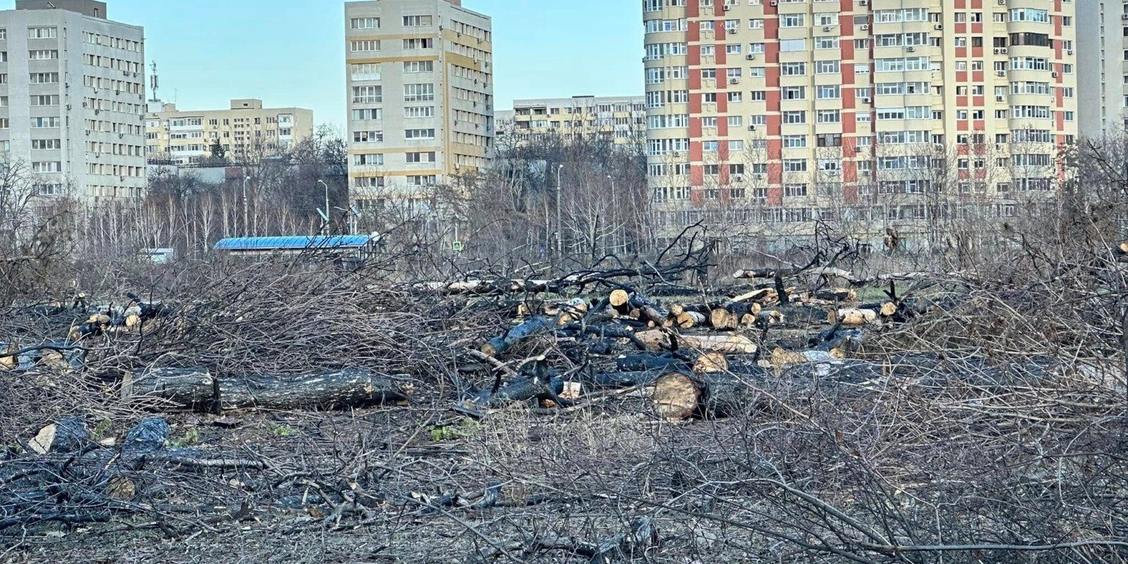 [ad_1] Ministrul Mediului, Diana Buzoianu, a anunțat că Guvernul intenționează să transforme tăierile ilegale de arbori din zonele verzi urbane în infracțiuni penale
