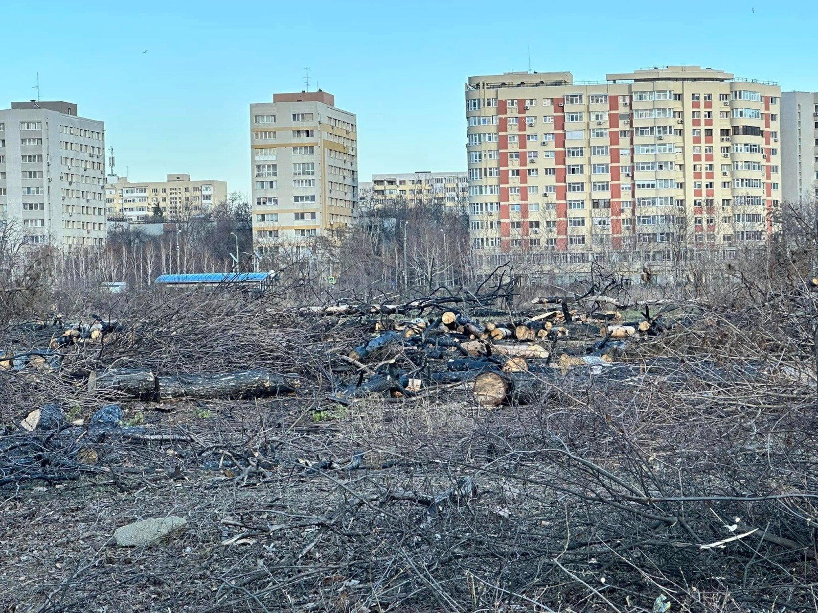 [ad_1] Ministrul Mediului, Diana Buzoianu, a anunțat că Guvernul intenționează să transforme tăierile ilegale de arbori din zonele verzi urbane în infracțiuni penale