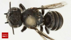 O nouă specie de albină cu coarne de diavol a fost denumită Lucifer | FOTO