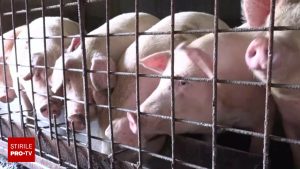 Prețurile porcului de Crăciun cresc, iar disponibilitatea scade din cauza pestei porcine.