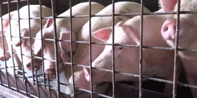 Porcul de Crăciun, mai costisitor și mai dificil de achiziționat din cauza pestei porcine; prețul începe de la 22 de lei pe kilogram