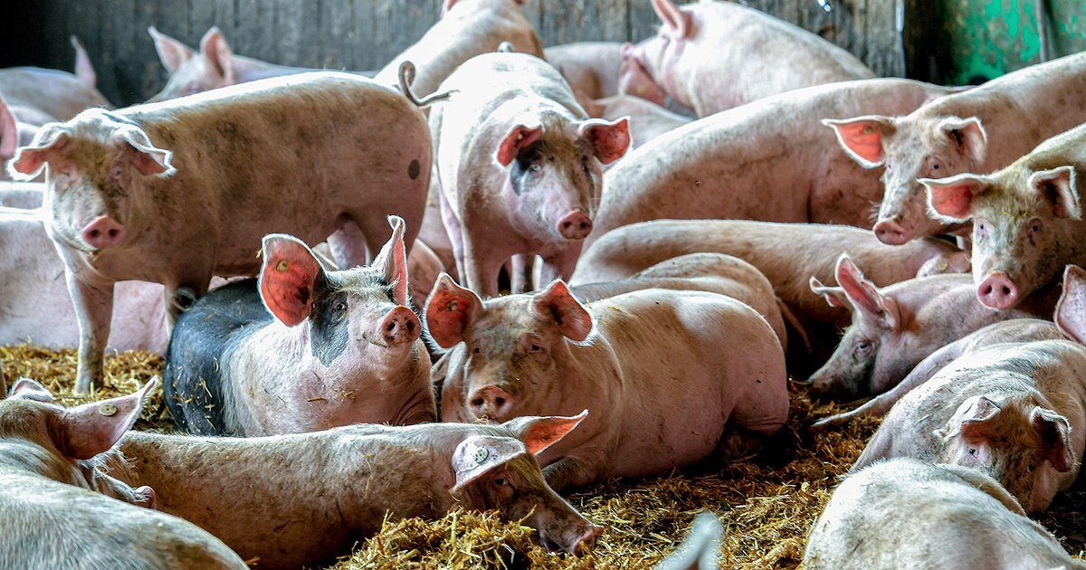 Cât plătești pe porc și cât rămâne după tăiere. Adevărul despre greutatea în viu și cea netă