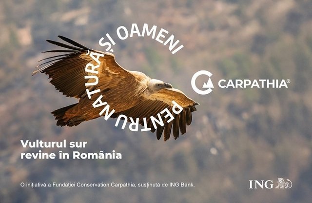 Vulturul sur (Gyps fulvus), dispărut de peste jumătate de secol, urmează să revină în Munţii Făgăraş