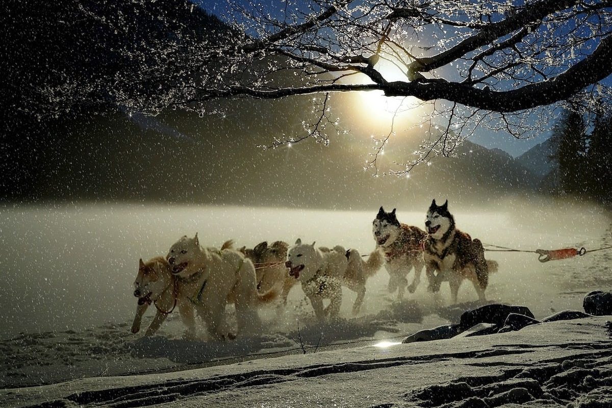 Cele mai performante echipaje canine pe zăpadă concurează în România, la Bistrița, în cadrul Campionatului mondial cu peste 700 de câini înscriși