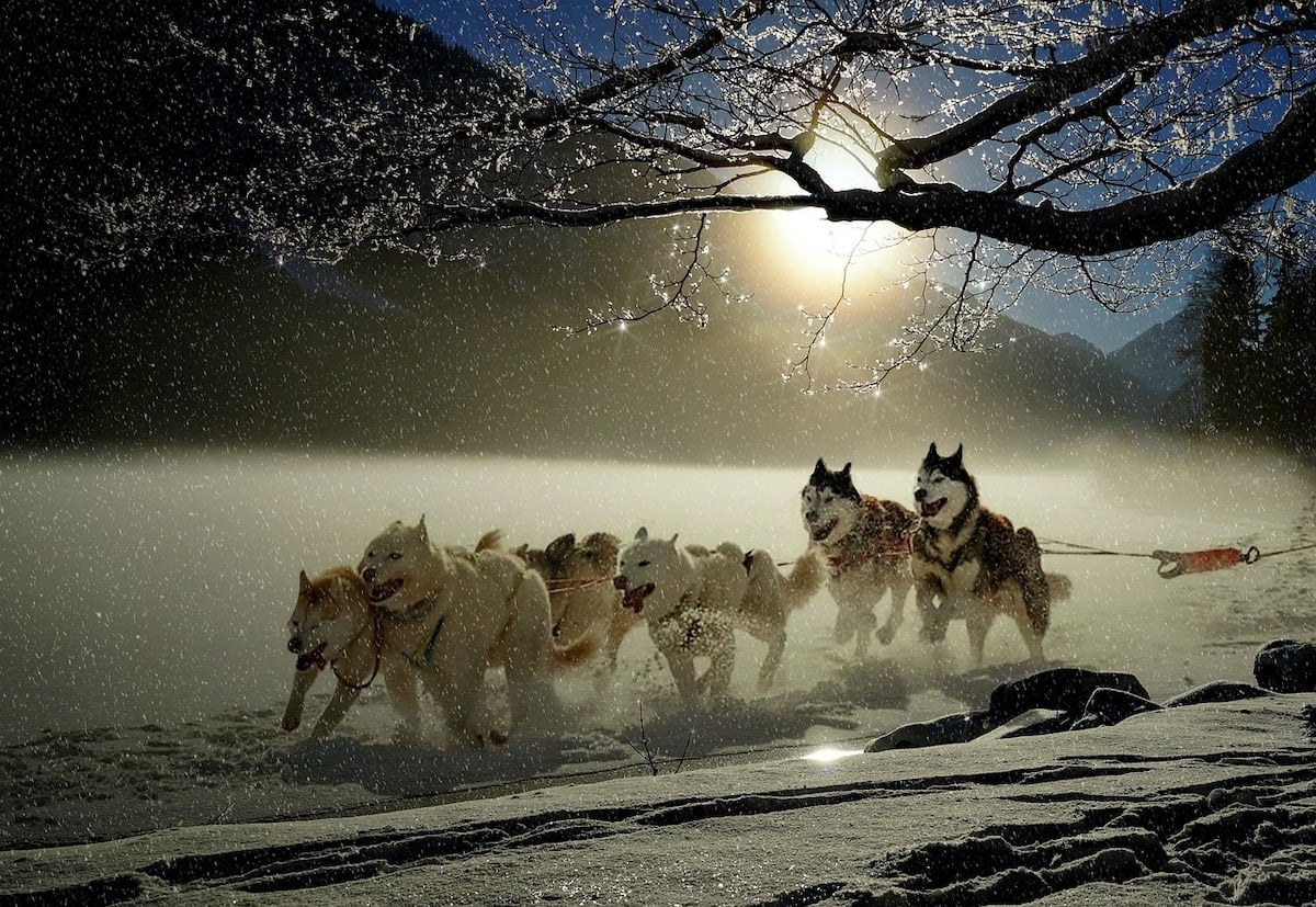 Cele mai performante echipaje canine pe zăpadă concurează în România, la Bistrița, în cadrul Campionatului mondial cu peste 700 de câini înscriși