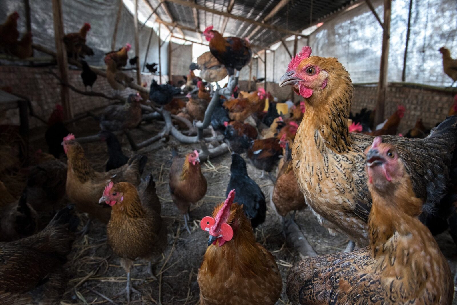 Extinderea rapidă a gripei aviare în Europa alarmează cu privire la o posibilă criză, în timp ce milioane de păsări de curte, ținute în adăposturi, sunt expuse riscului de infectare