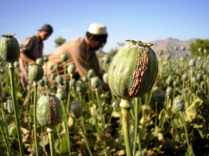 CIA a sabotat timp de zece ani cultivarea opiumului în Afganistan folosind mac modificat genetic, aruncat din avioane, conform The Washington Post