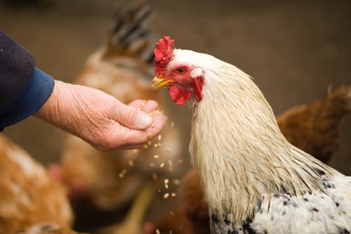 [ad_1] Un bărbat din Washington a decedat după ce a fost infectat cu virusul H5N5, reprezentând primul caz de om infectat cu această tulpină de gripă aviară