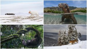 Imagini spectaculoase din natură premiate la Nature inFocus 2025: lup arctic vânând și cimpanzeu relaxat.