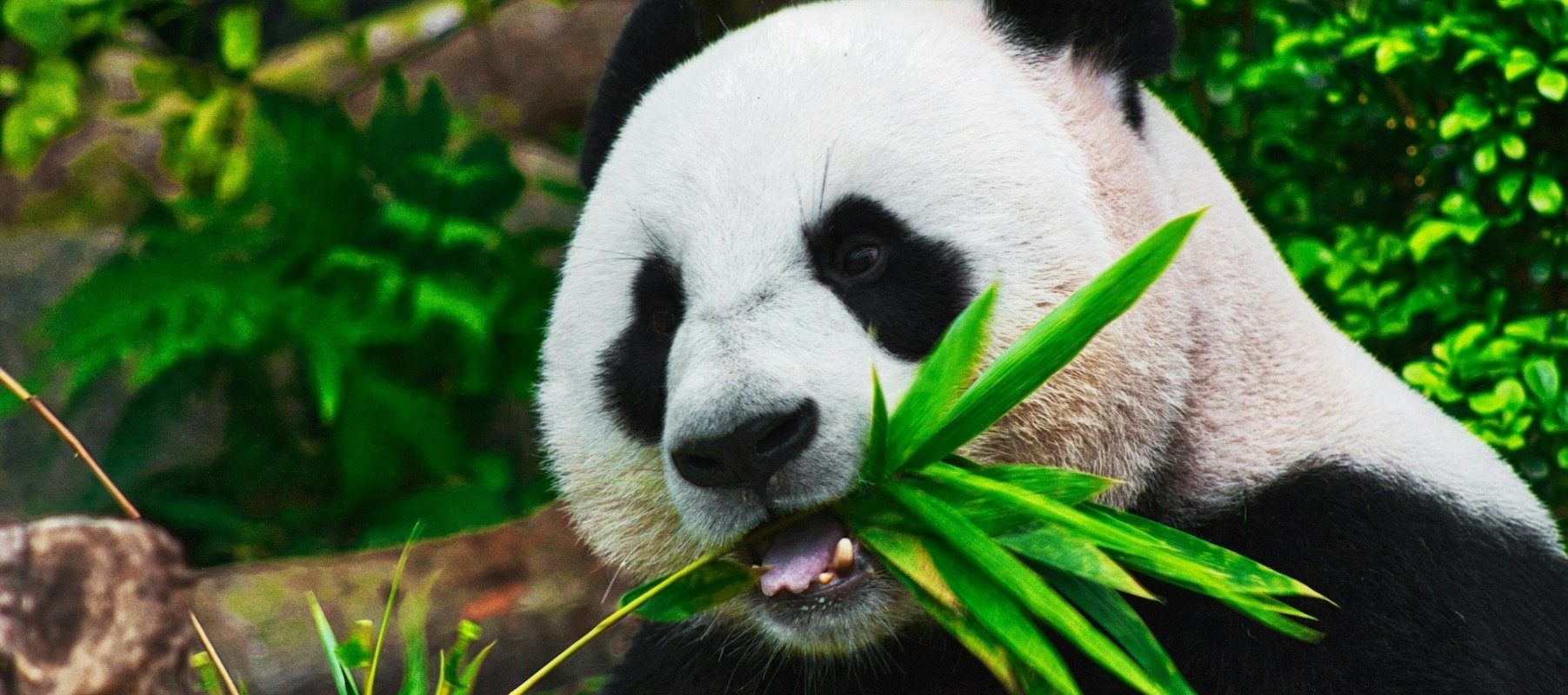 Numărul pandas uriași în captivitate în China s-a aproape dublat în ultimii zece ani, datorită utilizării tehnologiei de ultimă generație în eforturile de conservare