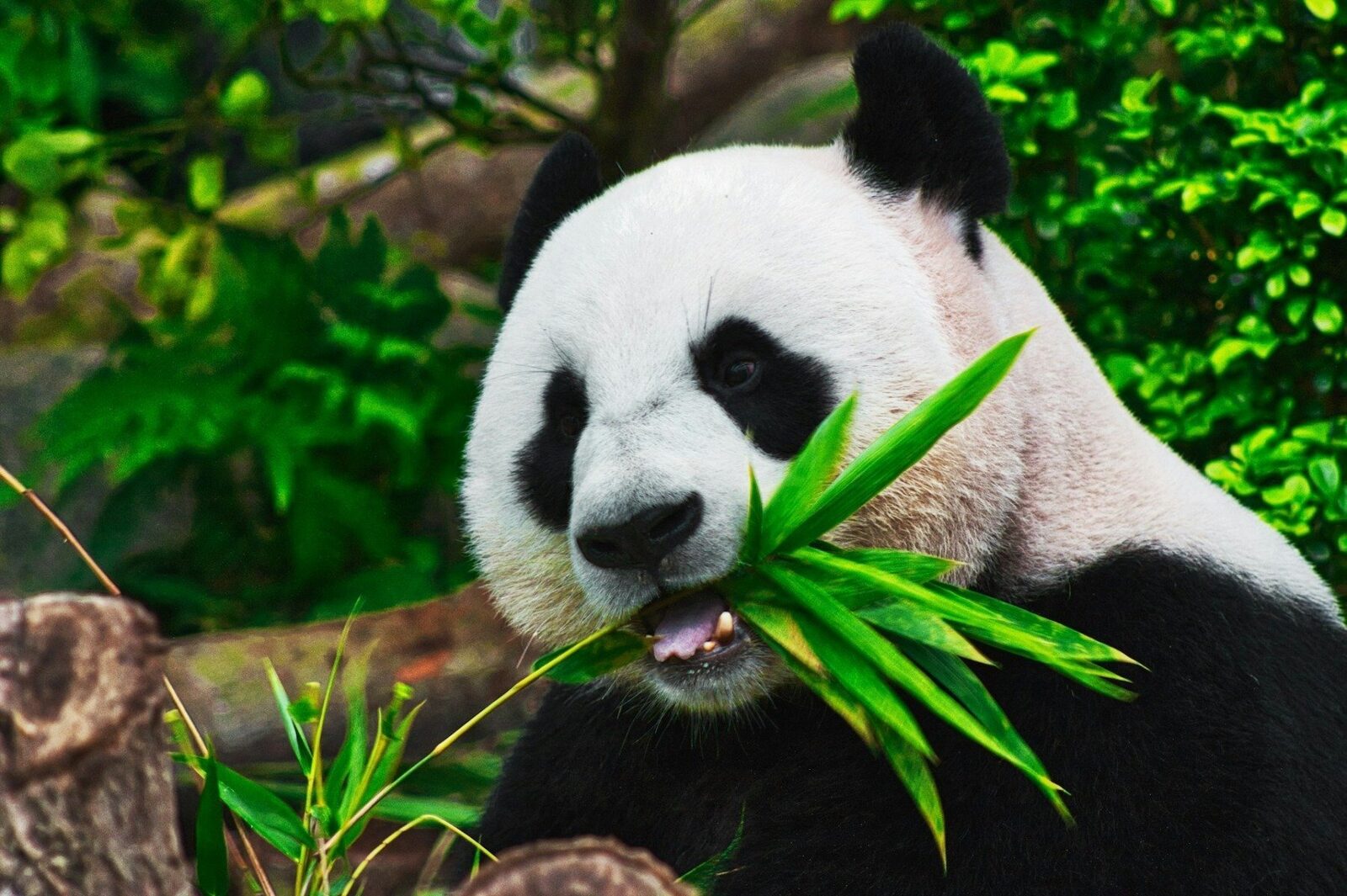 Numărul pandas uriași în captivitate în China s-a aproape dublat în ultimii zece ani, datorită utilizării tehnologiei de ultimă generație în eforturile de conservare