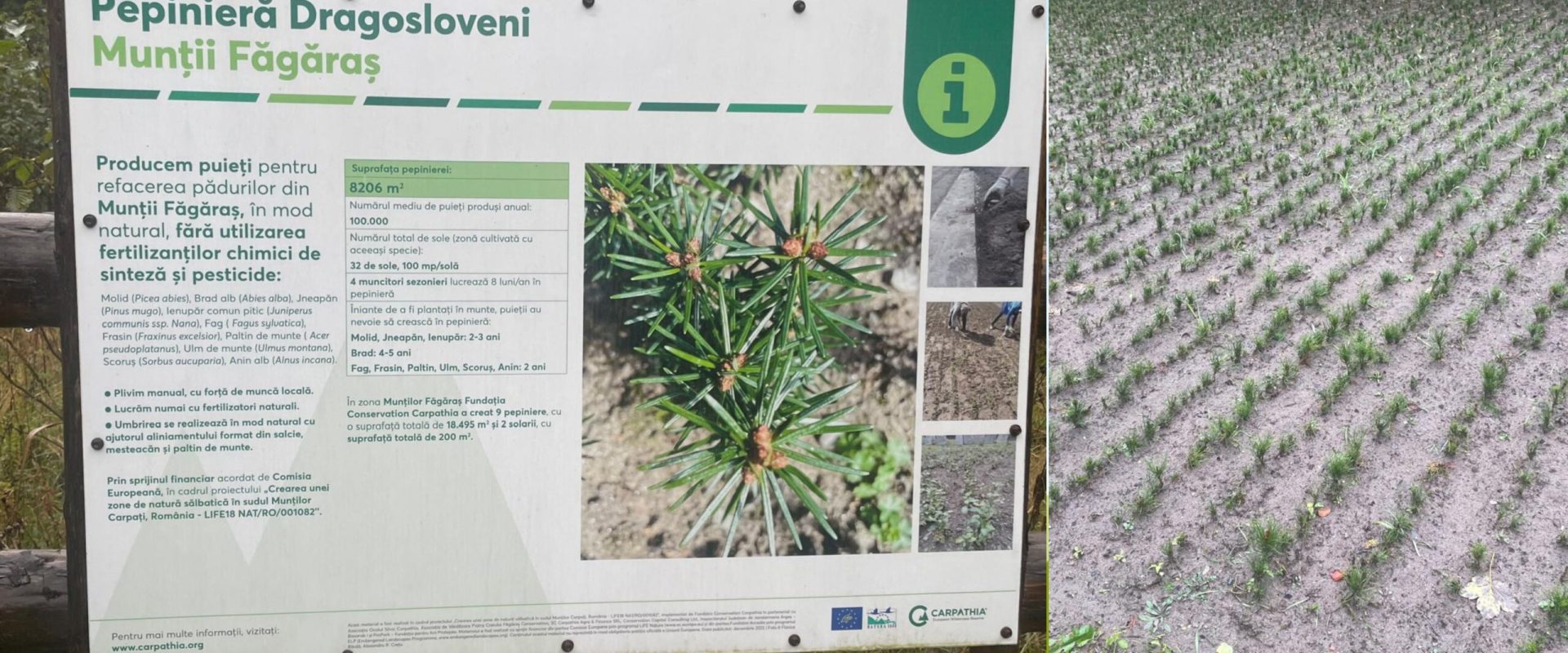 Restaurarea a 200 de hectare de pădure rezilientă la schimbările climatice în Munții Făgăraș, utilizând tehnologii avansate de scanare LIDAR și analiza ADN, iar solurile rețin mai mult carbon decât în unele țări din vest