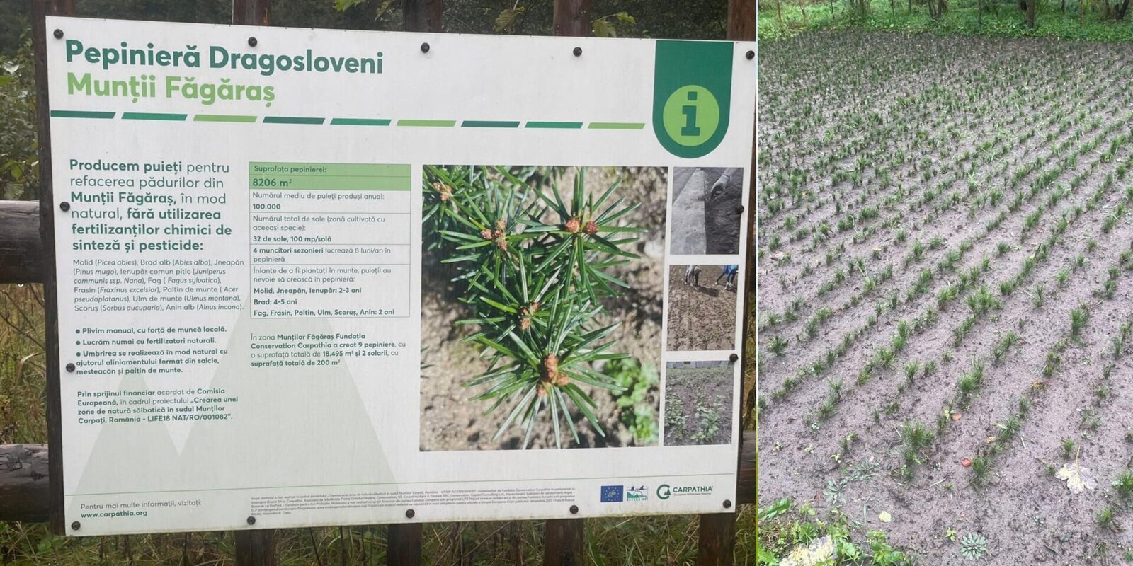 Restaurarea a 200 de hectare de pădure rezilientă la schimbările climatice în Munții Făgăraș, utilizând tehnologii avansate de scanare LIDAR și analiza ADN, iar solurile rețin mai mult carbon decât în unele țări din vest
