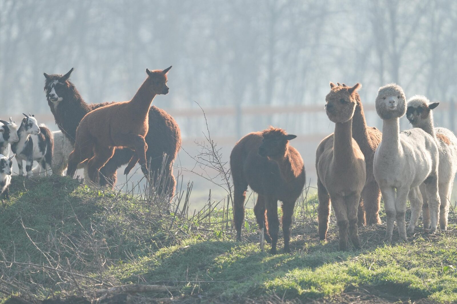 Fotografie: Zonă specială pentru alpaca și căprioare în parcul „Romanescu” din Craiova, loc creat pentru relaxare în natura Valea Ciutelor