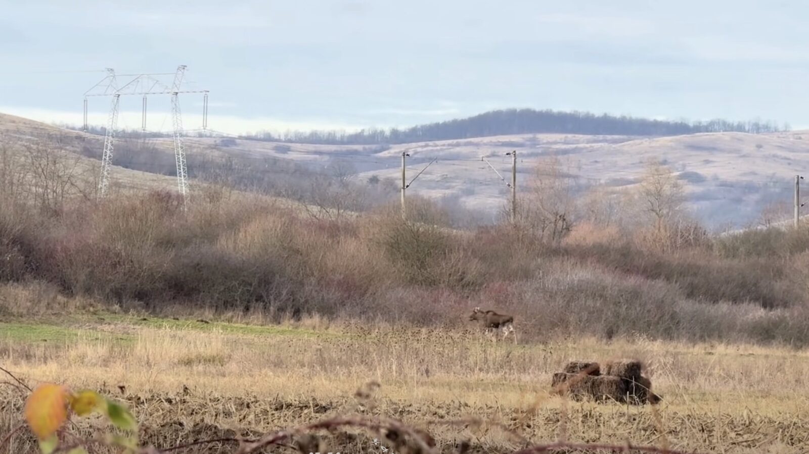 Un elan observat traversând un teren abandonat în județul Hunedoara / Rewilding Romania menționează că, deși sursa sa este necunoscută, speciile asemănătoare trăiesc în mod stabil în Ucraina și Polonia