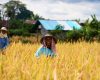 Rice Farmer in Field in Bali