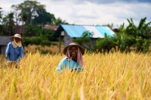 Tendințe majore de călătorie în Bali pentru 2026: Alimente, Agricultură și Bunăstare