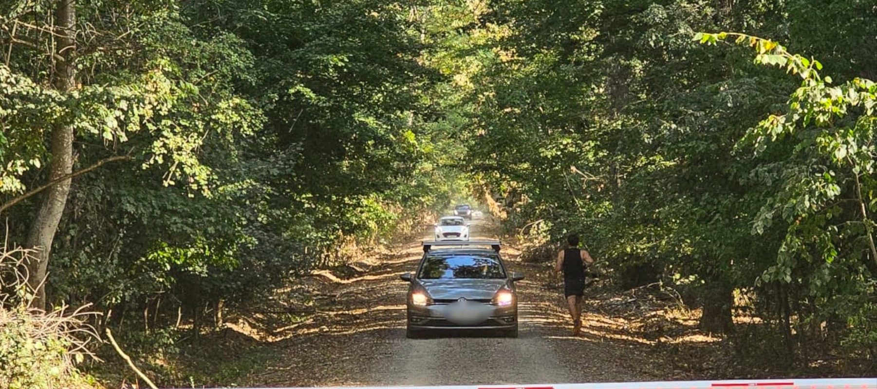 Campanie de semnături pentru protejarea Pădurii Băneasa: peste 700 de susținători solicită declararea zonei ca rezervație naturală și combaterea traficului rutier ilegal