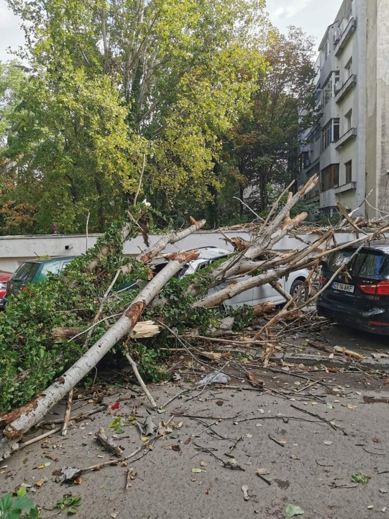 copac-cazut-furtuna-cod-galben-vant-puternic2.jpeg