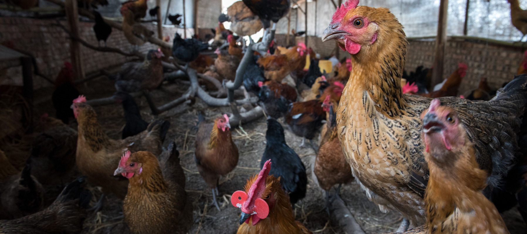 [ad_1] O tânără activistă pentru protecția animalelor din California a fost condamnată la trei luni de închisoare după ce a furat patru păsări dintr-o fermă de renume, pentru a le salva