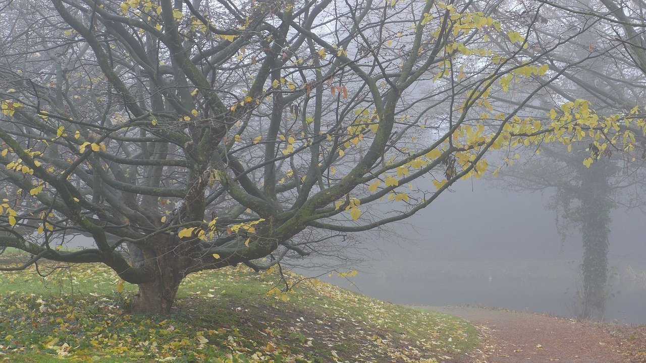 [ad_1] În săptămâna 8-15 decembrie, vremea se va caracteriza prin temperaturi mai ridicate decât cele normale pentru această perioadă, fiind așteptate și ploi și ceață, în special în primele zile ale intervalului, în majoritatea regiunilor