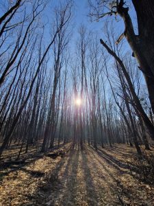 Directorul Romsilva anunță păstrarea a 48.000 de hectare de pădure în domeniul public și depășirea unor litigii de 17 aniea noastră”