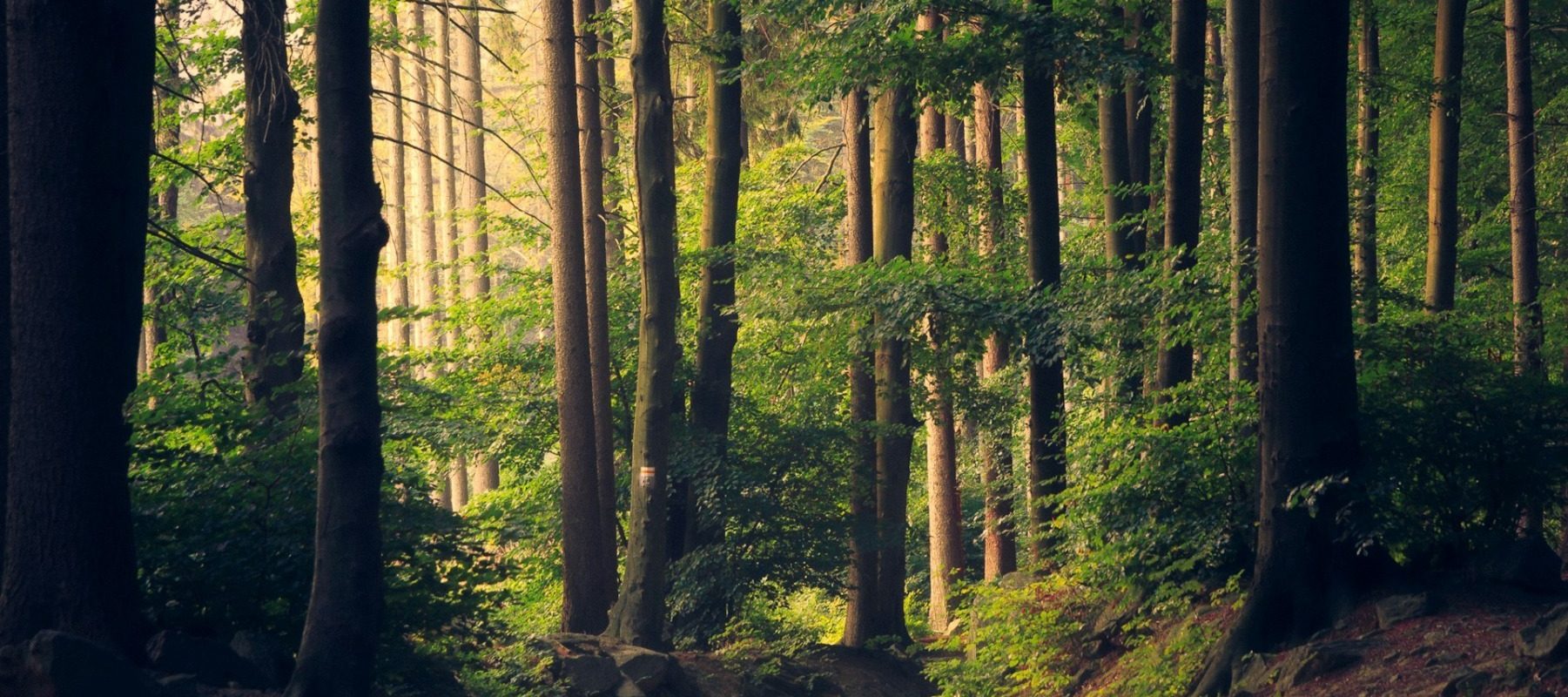 [ad_1] Suprafața pădurilor, a terenurilor forestiere și a suprafețelor cu arbori din România a înregistrat o creștere de aproximativ 500.000 de hectare