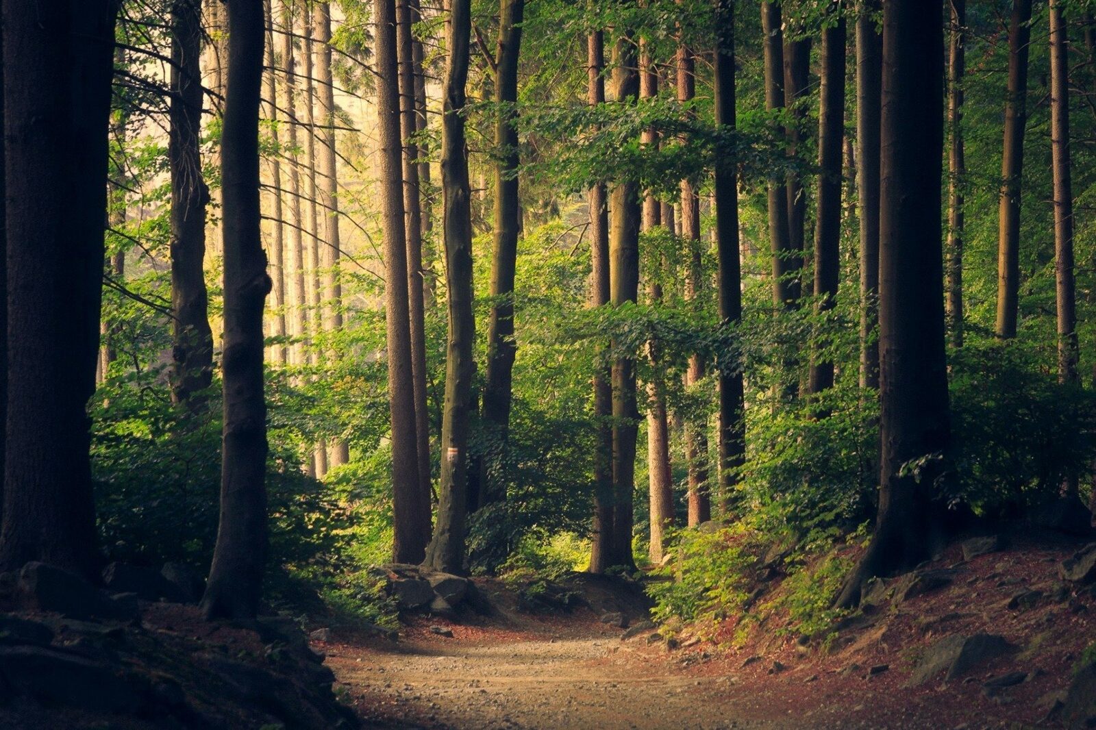 [ad_1] Suprafața pădurilor, a terenurilor forestiere și a suprafețelor cu arbori din România a înregistrat o creștere de aproximativ 500.000 de hectare