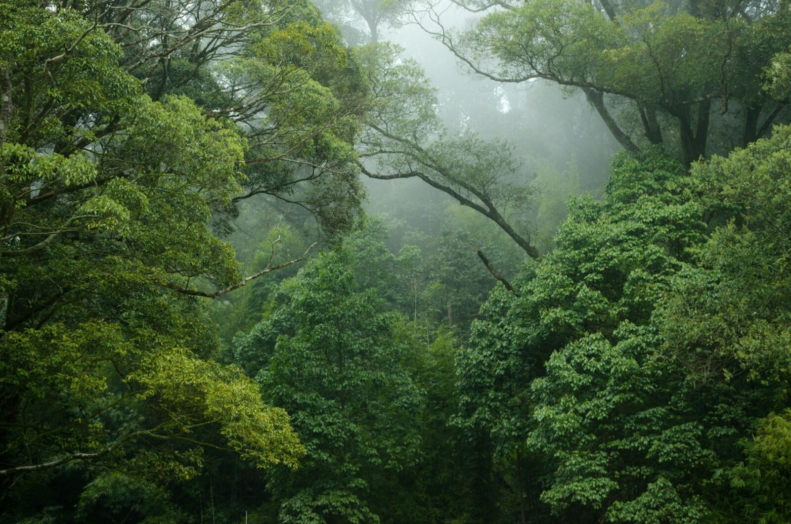 Colombia reia utilizarea glifosatului pentru distrugerea plantațiilor de coca, după o perioadă de o decadă de întrerupere