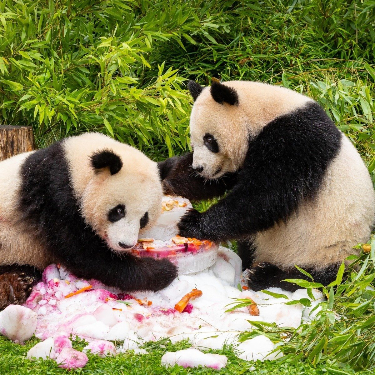 Cei doi urși panda unici din Japonia vor fi returnați în China în luna ianuarie (conform mass-media)