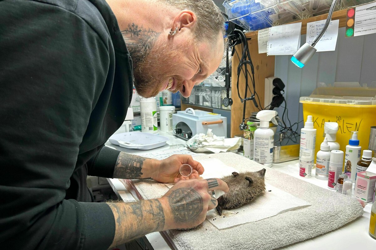 Wildtiere an Silvester: Wohin mit Franz?