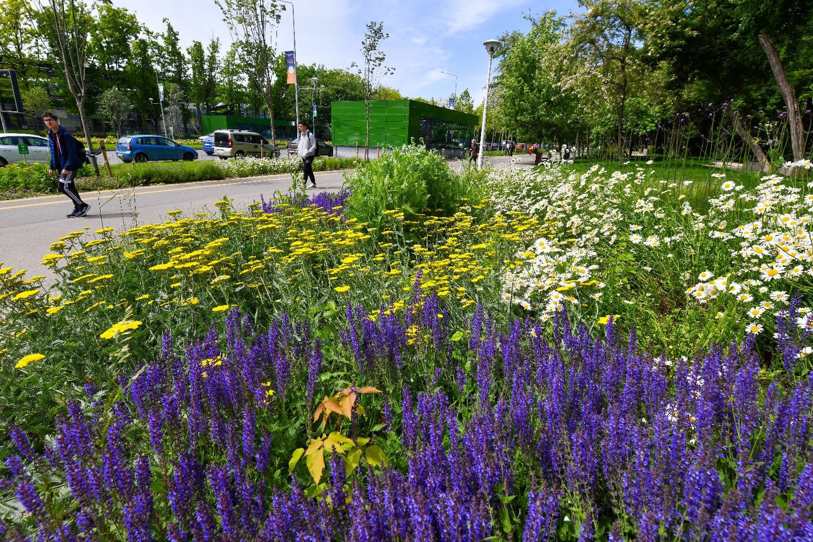 Primăria Sectorului 6 a făcut recent un pas controversat în gestionarea fondurilor publice, achiziționând 30.000 de plante de tip „Sunpatiens”, considerate extrem de rezistente la condiții meteo variate, într-un contract de peste 35.000 de euro, atribuit prin încredințare directă