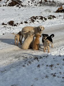 Ilfovul continuă campania de sterilizare și microcipare gratuită pentru câinii cu proprietar, un demers esențial pentru controlul populatiei canine și reducerea numărului de animale fără stăpân