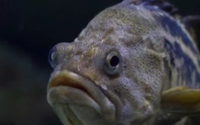 O nouă specie a fost descoperită în apele românești ale Mării Negre: bibanul de stâncă coreean sau bibanul negru, un adevărat prădător