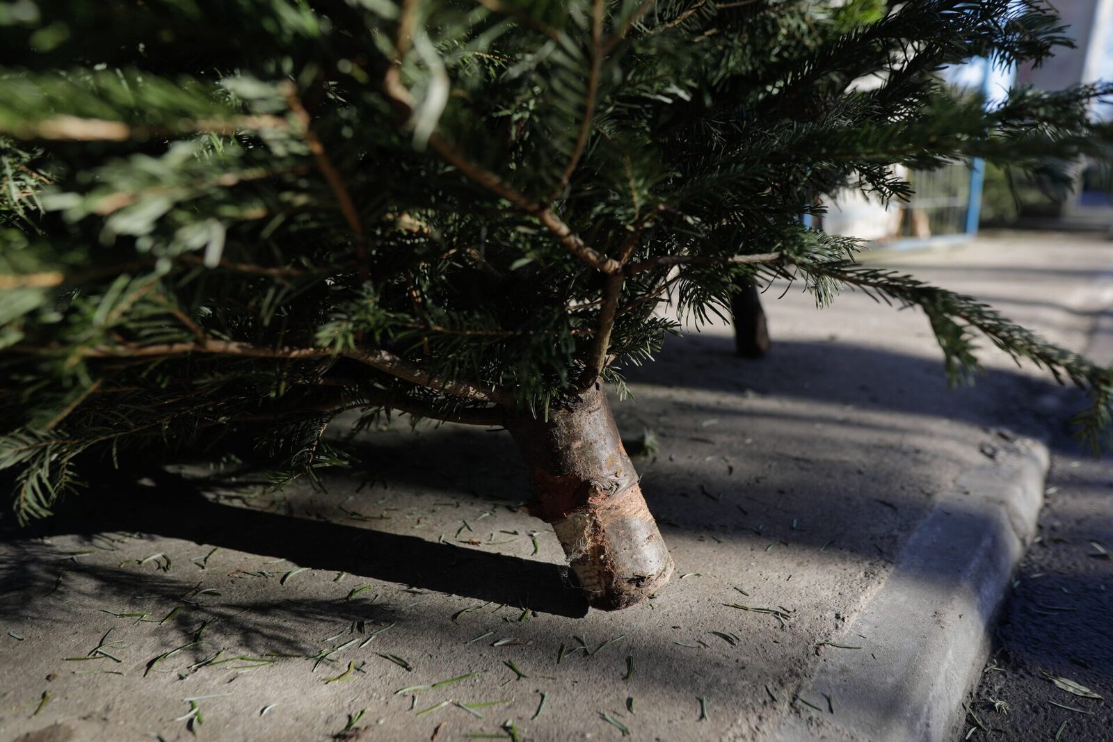 Primăriile din București le oferă cetățenilor posibilitatea de a scăpa de brazii de Crăciun în mod responsabil, promovând reciclarea și evitând poluarea cu deșeuri necontrolate