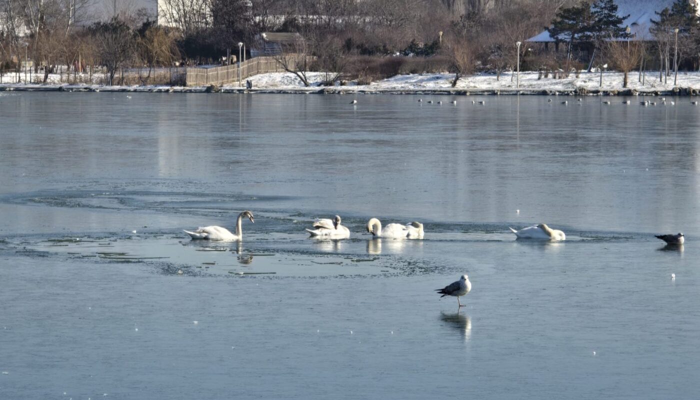 Lebede-inghetate-gheata.jpeg