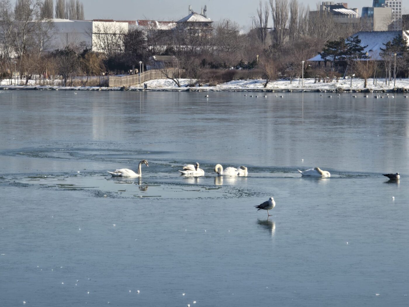 Opt lebede au înghețat și au murit joi pe lacul Moara Domnească din Vaslui, victime ale temperaturilor extrem de scăzute înregistrate în ultimele zile în regiunea Moldovei
