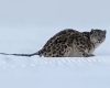 Snow leopard attacks skier in China’s Xinjiang region