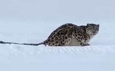 Snow leopard attacks skier in China’s Xinjiang region
