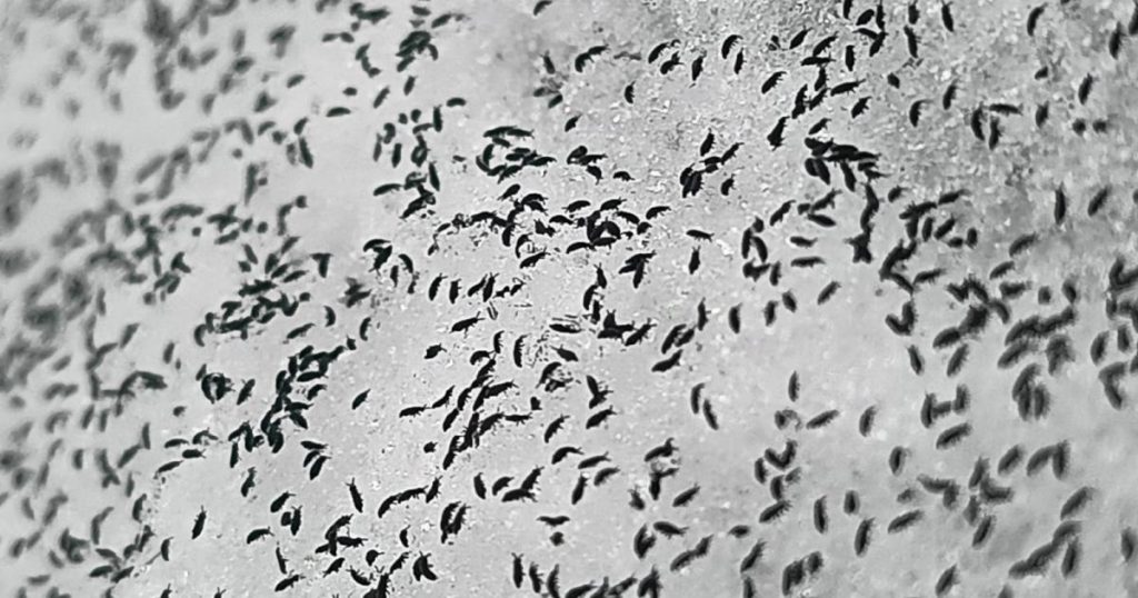 Invazie de purici de zăpadă în Cluj. Insectele trăiesc şi la - 8 grade