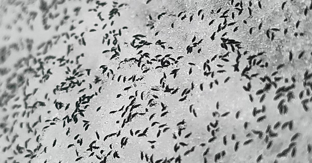 Invazie de purici de zăpadă în Cluj. Insectele trăiesc şi la - 8 grade