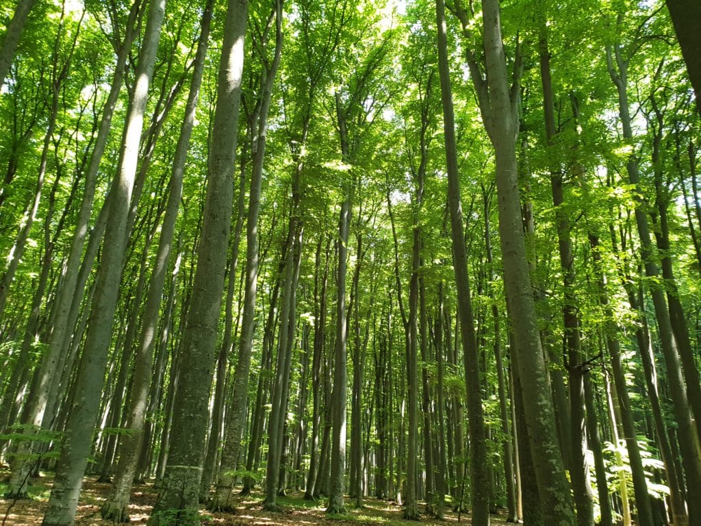 SUMAL actualizat pentru a combate furtul de lemn de către