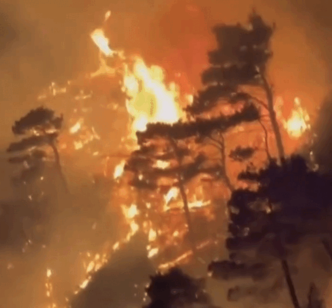 Fumul toxic generat de incendiile de pădure din Statele Unite a cauzat moartea a peste 24.000 de oameni anual între 2006 și 2020, conform unui studiu recent